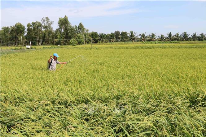 Mô hình sản xuất lúa theo hướng hữu cơ đem lại nhiều lợi ích cho người nông  dân thôn Nguyệt Áng xã Thái Sơn