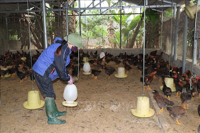 Trong ảnh: Trại gà của anh Giang xuất bán được 3-4 lứa gà/năm, mỗi lứa khoảng 2000 con. Ảnh: Đinh Thùy-TTXVN