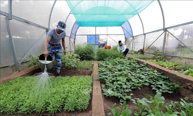 Trong ảnh: Dự án trồng rau xanh nhà kính được triển khai tại đảo Sơn Ca với 2 khu nhà kính (khoảng 100m2/khu) do Viện Khoa học nông nghiệp miền Nam thực hiện và bàn giao cho đơn vị, đảm bảo cơ bản nhu cầu về rau xanh cho đảo Sơn Ca cũng như cho các đảo khác ở Trường Sa. Ảnh: Trần Việt - TTXVN