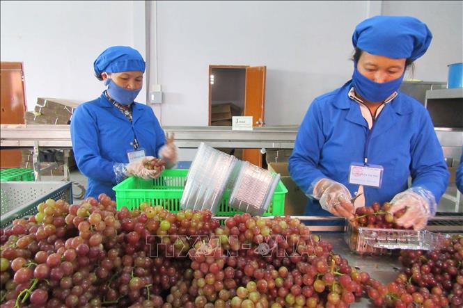 Trong ảnh: Sơ chế và đóng gói nho tại doanh nghiệp tư nhân Ba Mọi (thành phố Phan Rang – Tháp Chàm, Ninh Thuận). Ảnh: Nguyễn Thành – TTXVN