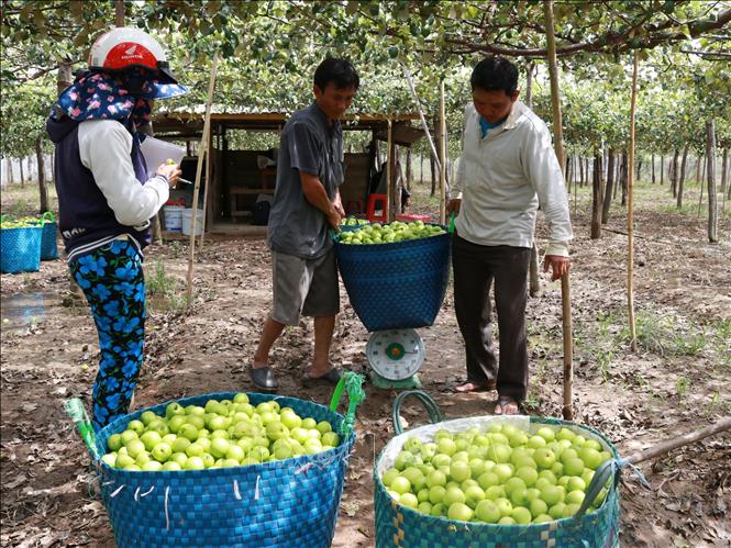 Trong ảnh: Sản phẩm táo trồng trong nhà lưới ở Ninh Thuận được các thương lái ưu tiên thu mua với giá cao. Ảnh: Nguyễn Thành – TTXVN