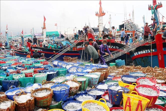 Trong ảnh: Tàu thuyền cập cảng Cà Ná, huyện Thuận Nam (Ninh Thuận) để chuyển cá lên bờ. Ảnh: Công Thử - TTXVN
