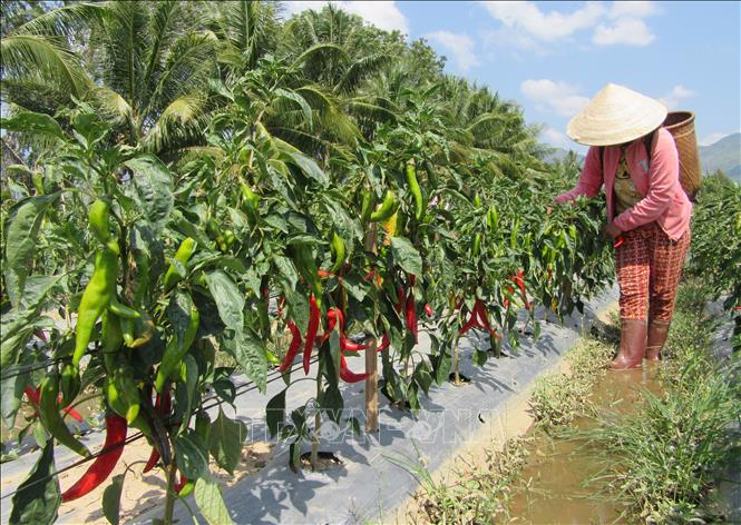 Trong ảnh: Mô hình trồng ớt theo chuỗi giá trị ngành nông nghiệp của người dân thôn Tầm Ngân 2 (xã Lâm Sơn, huyện Ninh Sơn) hợp tác sản xuất với tập đoàn Cheil Jedang (CJ, Hàn Quốc) đã góp phần làm thay đổi sinh kế, nâng cao thu nhập cho người dân huyện miền núi tỉnh Ninh Thuận. Ảnh: Nguyễn Thành - TTXVN