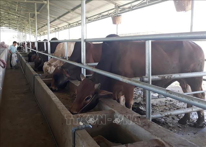 Trong ảnh: Mô hình nuôi bò vỗ béo là một trong hướng phát triển kinh tế mới đang được nhiều hộ chăn nuôi ở huyện miền núi Ninh Sơn, tỉnh Ninh Thuận áp dụng. Ảnh: Nguyễn Thành - TTXVN