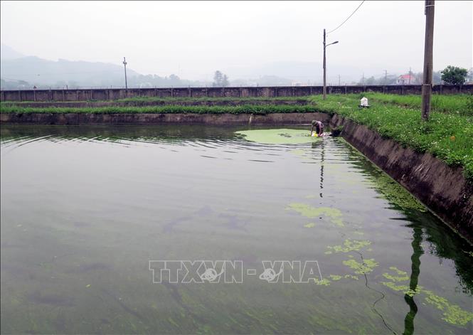 Trong ảnh: Trại cá đang quản lý hơn 3,3 ha mặt nước để nuôi ương cá giống. Ảnh: Quân Trang-TTXVN