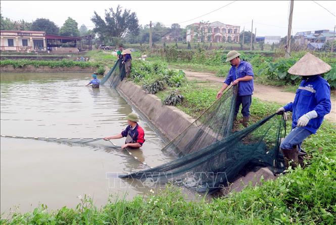 Trong ảnh: Công nhân Trại cá thu hoạch cá giống để xuất bán cho thương lái. Ảnh: Quân Trang-TTXVN