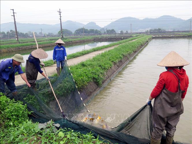 Trong ảnh: Trại cá giống Cù Vân cung cấp cá giống nội tỉnh và một số tỉnh lân cận. Ảnh: Quân Trang-TTXVN
