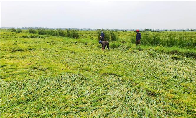 Trong ảnh: Lúa Đông Xuân ở huyện Hải Lăng bị đổ ngã do mưa lớn. Ảnh: Hồ Cầu - TTXVN