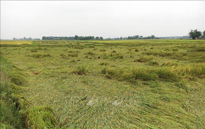 Trong ảnh: Lúa Đông Xuân ở huyện Vĩnh Linh bị đổ ngã. Ảnh: Hồ Cầu - TTXVN