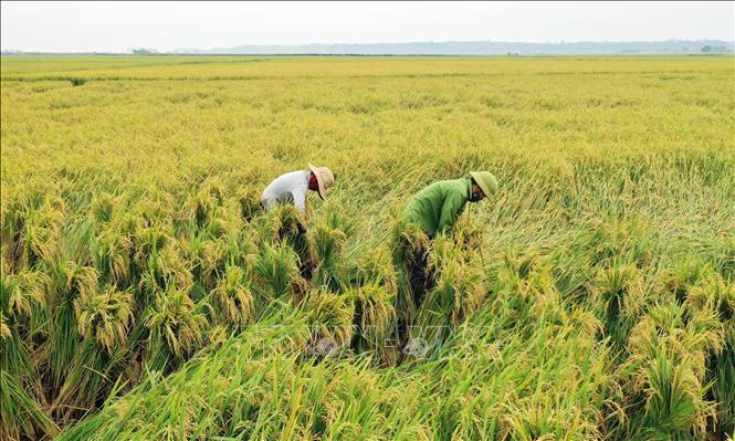 Trong ảnh: Nông dân huyện Vĩnh Linh bó buộc và đỡ cây lúa thẳng dậy. Ảnh: Hồ Cầu - TTXVN