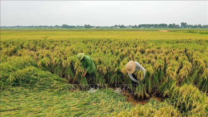 Trong ảnh: Nông dân huyện Vĩnh Linh bó buộc và đỡ cây lúa thẳng dậy. Ảnh: Hồ Cầu - TTXVN