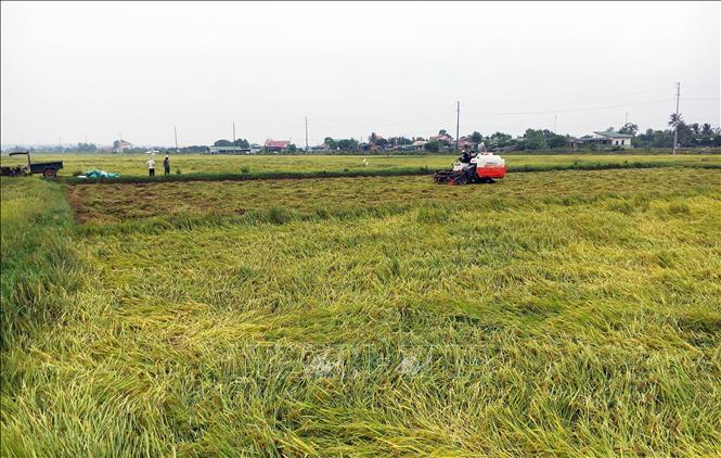 Trong ảnh: Nông dân huyện Vĩnh Linh thu hoạch lúa bị đổ ngã. Ảnh: Hồ Cầu - TTXVN