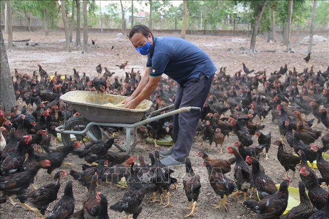 Mô hình nuôi gà thả vườn hiệu quả  Gà Thả Vườn