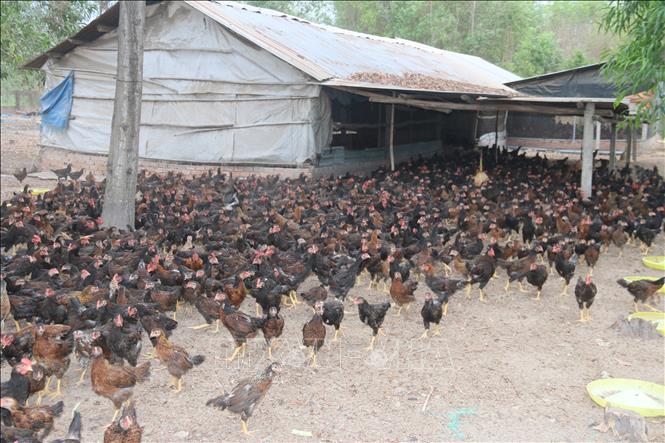 Giảm nghèo hiệu quả từ mô hình nuôi gà thả vườn  Đài Phát thanh  Truyền  hình Lào Cai