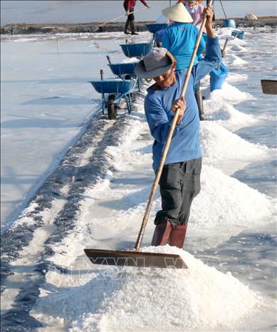 Trong ảnh: Thu hoạch muối tại cánh đồng muối Thanh Phong, huyện Hàm Thuận Nam, tỉnh Bình Thuận. Ảnh: Nguyễn Thanh - TTXVN