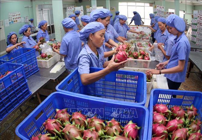 Trong ảnh: Công ty TNHH Thanh long Hoàng Hậu, huyện Hàm Thuận Nam, tỉnh Bình Thuận phát triển trồng mới thanh long theo quy trình sản xuất nông nghiệp tiêu chuẩn châu Âu EUREPGAP, xuất khẩu sang các thị trường châu Á, châu Âu, Mỹ… Ảnh: Quang Nhựt - TTXVN