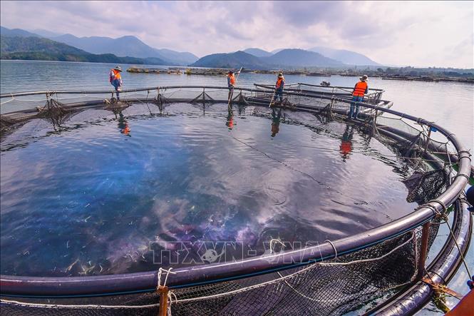 Trong ảnh: Nuôi cá tầm trong lòng hồ Đa Mi (Bình Thuận). Ảnh: Nguyễn Thanh - TTXVN