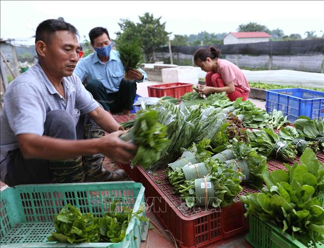 Trong ảnh: Đóng gói sản phẩm rau sạch để cung cấp cho hệ thống các cửa hàng thực phẩm sạch trên địa bàn. Ảnh: Vũ Sinh - TTXVN