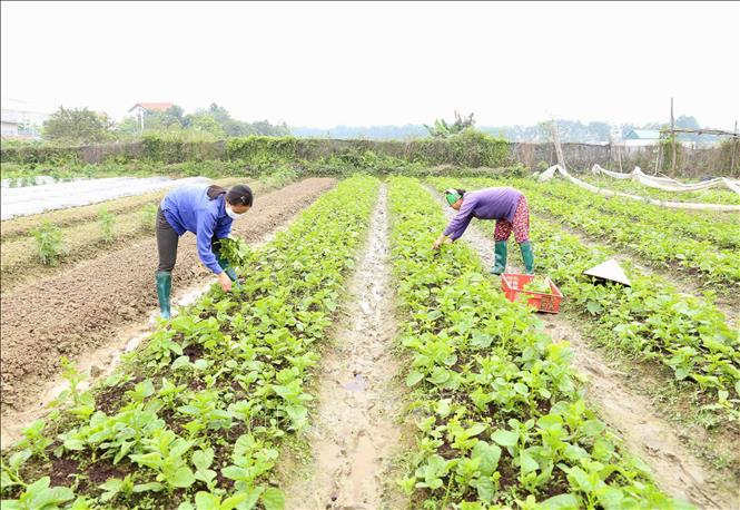 Trong ảnh: Nông dân HTX rau hữu cơ Thanh Xuân thu hoạch sản phẩm để cung cấp cho thị trường Hà Nội. Ảnh: Vũ Sinh - TTXVN
