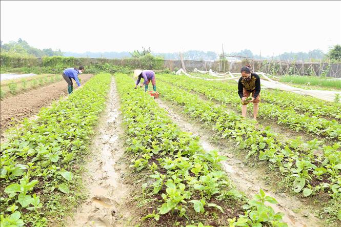 Trong ảnh: Nông dân HTX rau hữu cơ Thanh Xuân thu hoạch sản phẩm để cung cấp cho thị trường Hà Nội. Ảnh: Vũ Sinh - TTXVN