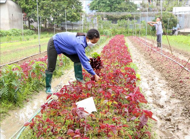 Trong ảnh: Nông dân HTX rau hữu cơ Thanh Xuân thu hoạch sản phẩm để cung cấp cho thị trường Hà Nội. Ảnh: Vũ Sinh - TTXVN