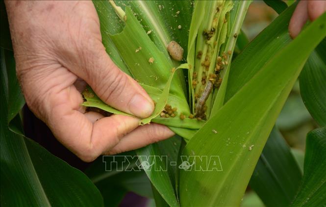 Trong ảnh: Tốc độ lây lan của sâu keo rất nhanh, chúng chủ yếu ăn lá, thân và nõn. Ảnh: Đức Tưởng-TTXVN