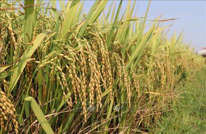 Trong ảnh: Những bông lúa vàng trĩu hạt, mang đến vụ mùa bội thu tại vựa lúa Phú Thiện, tỉnh Gia Lai. Ảnh: Hoài Nam - TTXVN