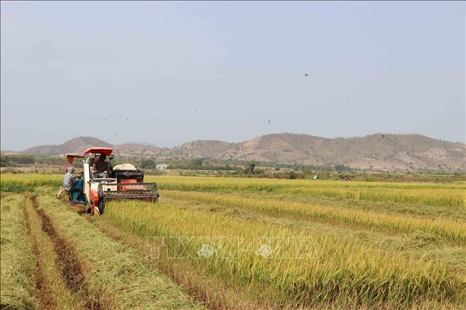 Trong ảnh: Thu hoạch lúa tại huyện Phú Thiện, tỉnh Gia. Ảnh: Hoài Nam - TTXVN