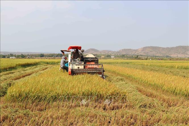 Trong ảnh: Thu hoạch lúa tại huyện Phú Thiện, tỉnh Gia. Ảnh: Hoài Nam - TTXVN