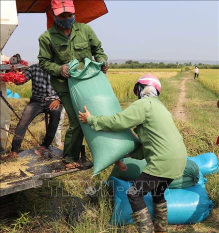 Trong ảnh: Thu hoạch lúa tại huyện Phú Thiện, tỉnh Gia. Ảnh: Hoài Nam - TTXVN
