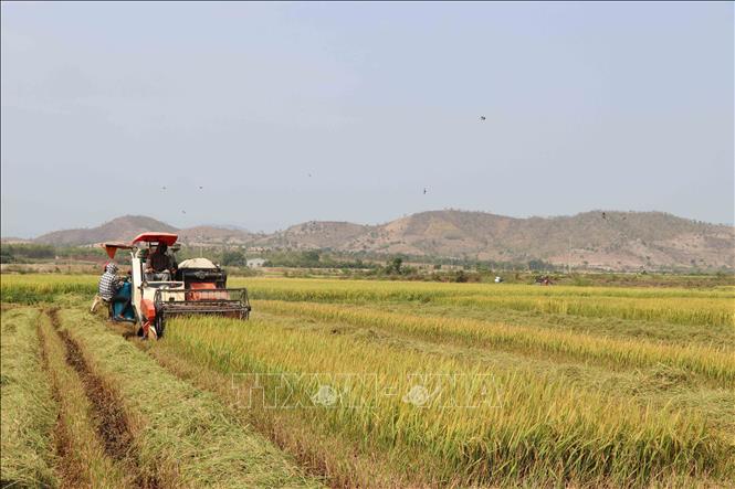 Photo: Harvesting rice in a field in Phu Thien district, the Central Hihglands province of Gia Lai. VNA Photo: Hoài Nam