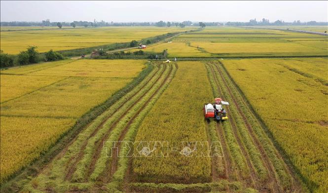 Photo: Harvesting rice in a field in Hai Lang district, the central province of Quang Tri. VNA Photo: Hồ Cầu 