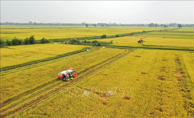 Photo: Harvesting rice in a field in Hai Lang district, the central province of Quang Tri. VNA Photo: Hồ Cầu 