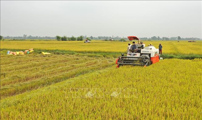 Photo: Harvesting rice in a field in Hai Lang district, the central province of Quang Tri. VNA Photo: Hồ Cầu 