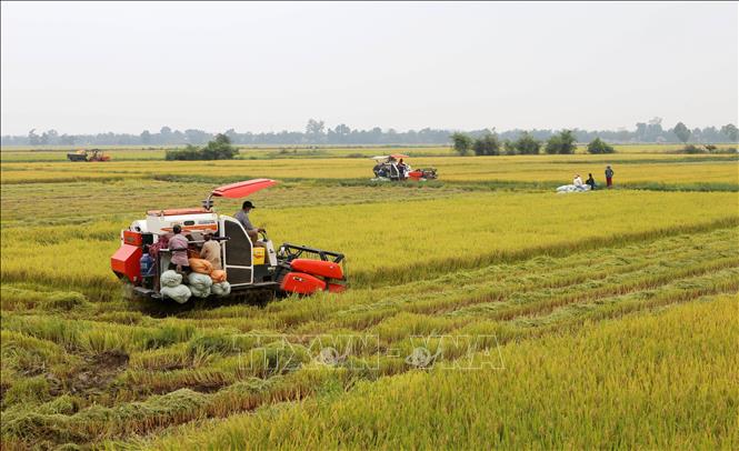 Photo: Harvesting rice in a field in Hai Lang district, the central province of Quang Tri. VNA Photo: Hồ Cầu 