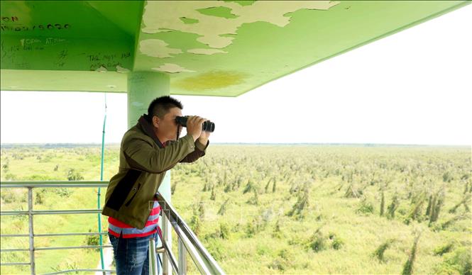 Photo: A forest ranger keeps a close watch over U Minh Ha National Park in the southern province of Ca Mau. VNA Photo: Huỳnh Thế Anh