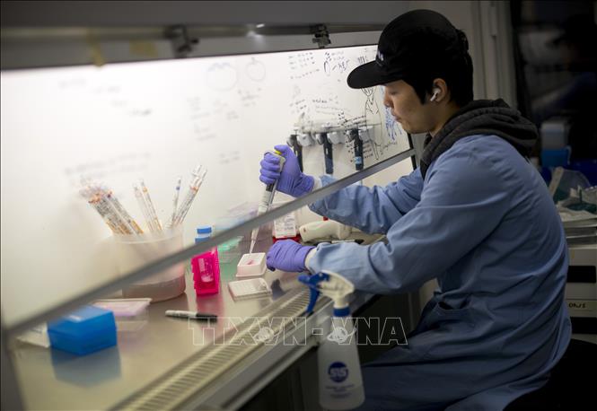 Trong ảnh: Nghiên cứu vaccine phòng COVID-19 tại Trường Đại học Y khoa Hoàng gia ở London, Anh ngày 10/2/2020. Ảnh: AFP/TTXVN