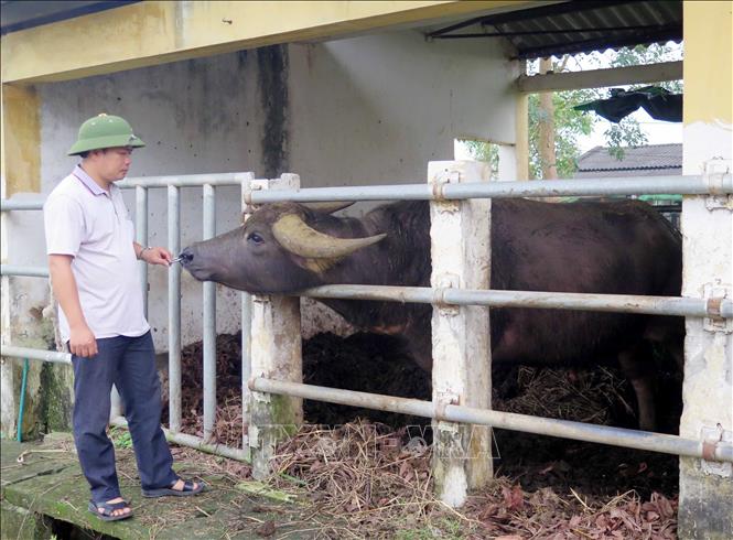 Trong ảnh: Trâu đầm lầy Thái Lan có vóc dáng to cao, chất lượng tốt phù hợp khí hậu địa hình miền núi phía Bắc nước ta. Ảnh: Quân Trang-TTXVN