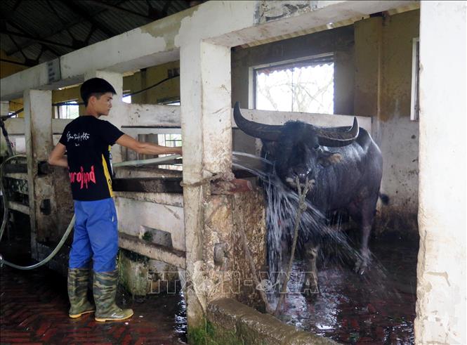Trong ảnh: Trâu đầm lầy Thái Lan được chăm nuôi tại Trung tâm Nghiên cứu và Phát triển chăn nuôi miền núi phục vụ công tác lai tạo giống. Ảnh: Quân Trang-TTXVN
