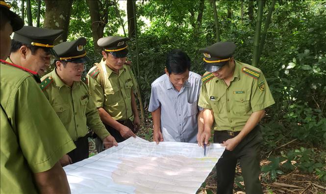 Trong ảnh: Cán bộ Kiểm lâm tỉnh Vĩnh Phúc kiểm tra thực địa tại rừng trồng cây lim huyện Tam Đảo. Ảnh: Hoàng Hùng -TTXVN