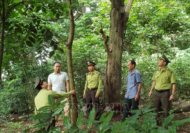 Trong ảnh: Cán bộ kiểm lâm tỉnh Vĩnh Phúc kiểm tra thực địa tại rừng trồng cây lim huyện Tam Đảo. Ảnh: Hoàng Hùng -TTXVN