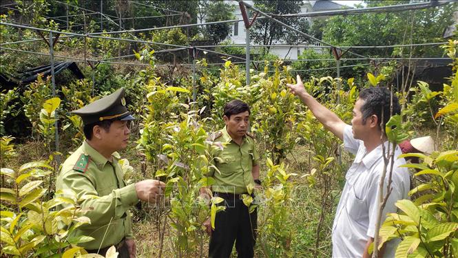 Trong ảnh: Mô hình phát triển kinh tế lâm nghiệp của hộ gia đình anh Nguyễn Văn Sâm ở xã Tam quan huyện Tam Đảo trồng trà hoa vàng và cây xưa đem lại hiệu quả kinh tế cao. Ảnh: Hoàng Hùng -TTXVN