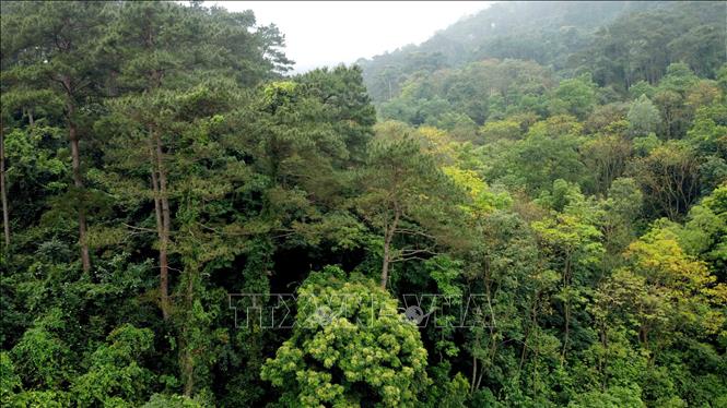 Trong ảnh: Mật độ che phủ của cánh rừng thông ở Vườn quốc gia Tam Đảo được đảm bảo, tạo cảnh quan và giữ gìn môi trường sinh thái. Ảnh: Hoàng Hùng -TTXVN
