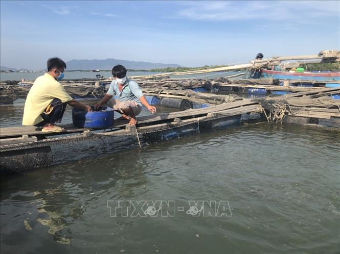 Trong ảnh: Cá nuôi lồng bè tại xã Long Sơn, thành phố Vũng Tàu. Ảnh: Hoàng Nhị - TTXVN