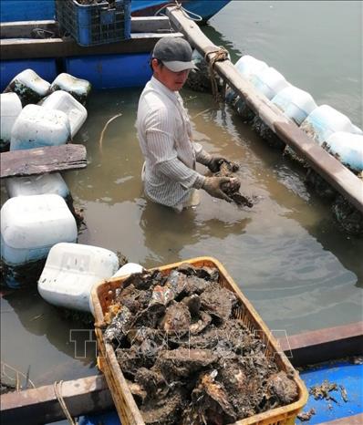 Trong ảnh: Ông Nguyễn Văn Sơn, xã Long Sơn, thành phố Vũng Tàu thu hoạch hàu. Ảnh: Hoàng Nhị - TTXVN