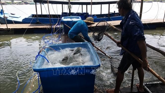 Trong ảnh: Ông Nguyễn Công Biên, xã Long Sơn, thành phố Vũng Tàu thu hoạch cá. Ảnh: Hoàng Nhị - TTXVN