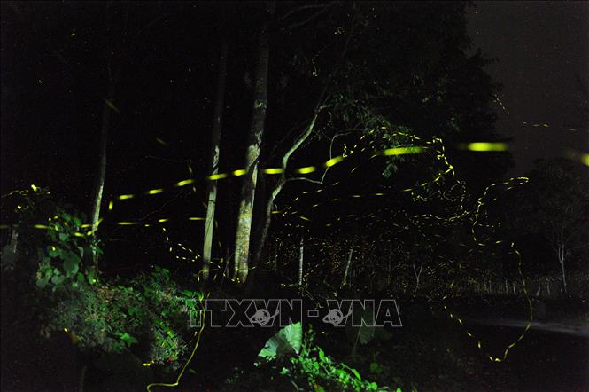 Trong ảnh: Những ngày đầu hè vào buổi tối đến, những đốm sáng của đom đóm lại trở nên lung linh huyền ảo trong Vườn Quốc gia Cúc Phương. Ảnh: Minh Đức - TTXVN