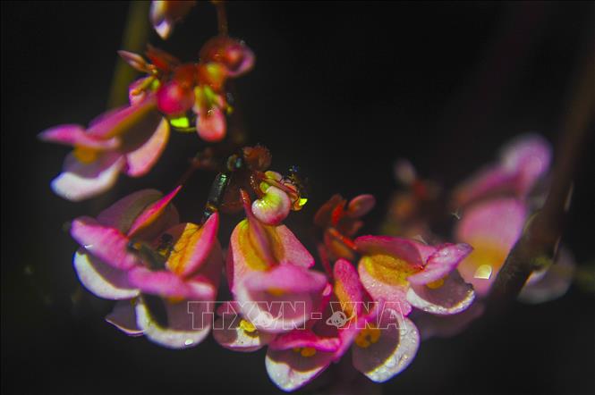 Trong ảnh: Mùa đom đóm Cúc Phương thường bắt đầu từ tháng tư dương lịch, kéo dài tận cuối mùa thu. Ảnh: Minh Đức - TTXVN