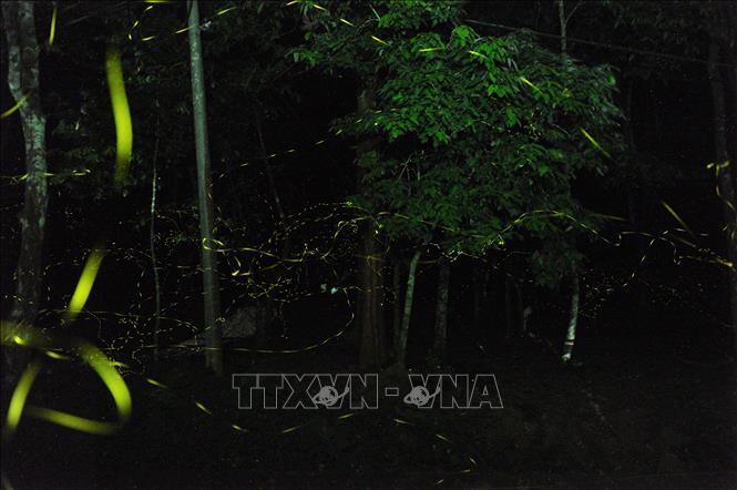 Trong ảnh: Những vệt sáng mang sắc xanh vàng được tạo ra bởi hàng vạn con đom đóm làm khu rừng rực sáng. Ảnh: Minh Đức - TTXVN