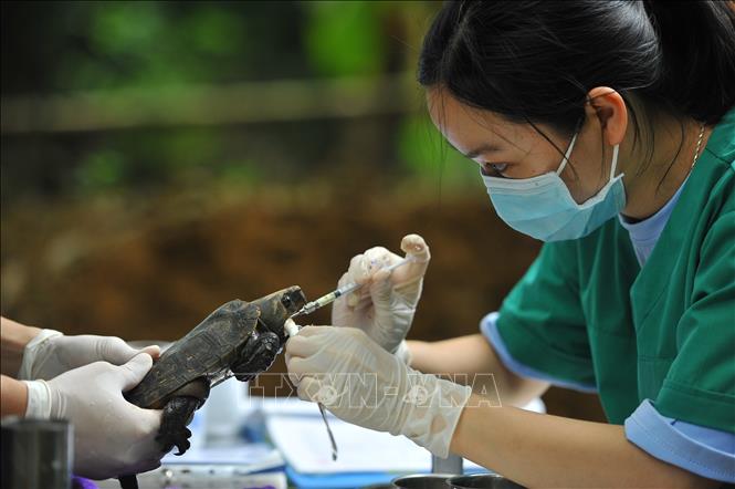 Trong ảnh: Cán bộ trung tâm bảo tồn rùa Cúc Phương khám chữa bệnh cho rùa theo định kỳ. Ảnh: Minh Đức - TTXVN